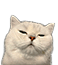 котик